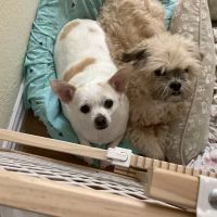 Vetsavers Pet Hospital ico