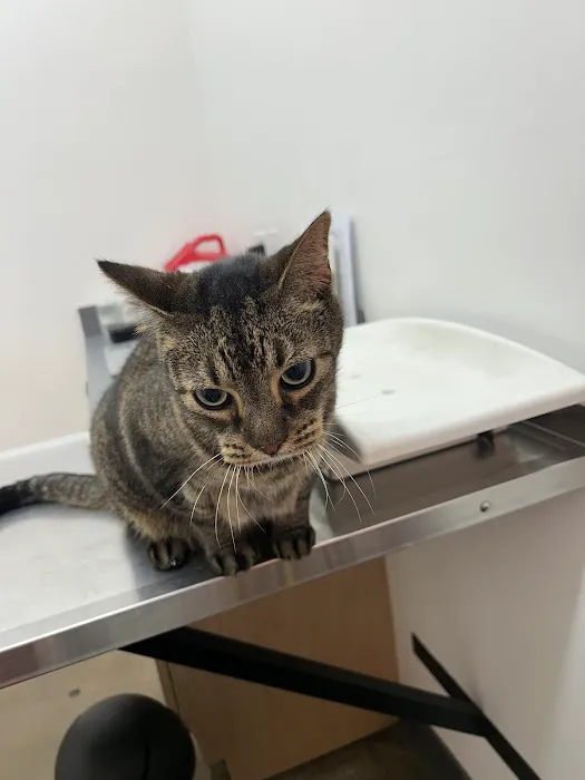 Vetsavers Pet Hospital Picture 4