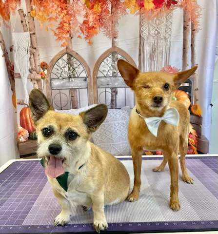 Vetsavers Pet Hospital Picture 7