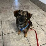 Hebron Parkway Veterinary Hospital