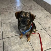 Hebron Parkway Veterinary Hospital ico