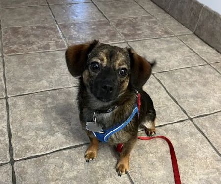 Hebron Parkway Veterinary Hospital