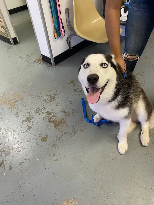 Broadway Animal Clinic Picture 3