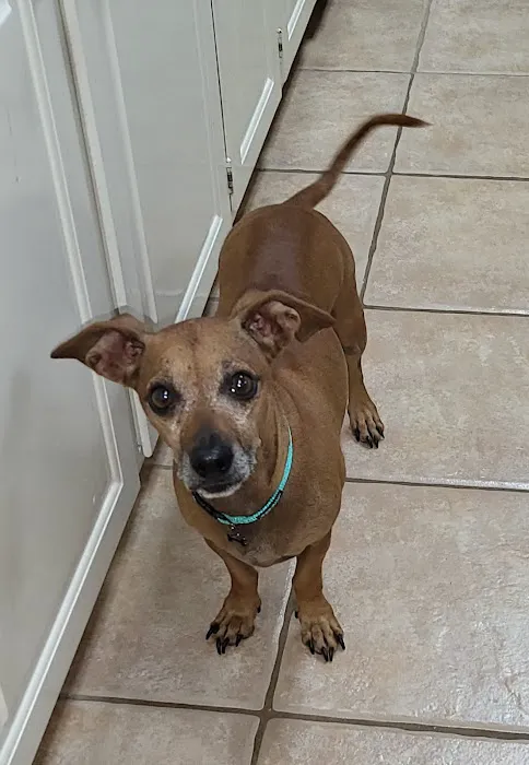 Texas Foundation for Animal Care Picture 2