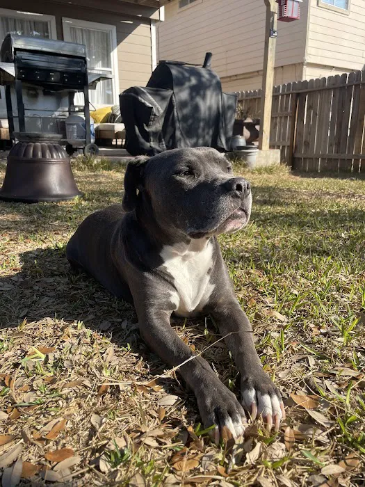 Texas Foundation for Animal Care Picture 1