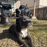 Texas Foundation for Animal Care ico