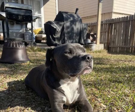 Texas Foundation for Animal Care