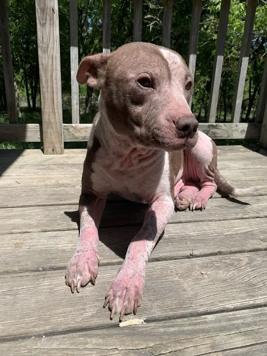 Texas Foundation for Animal Care Picture 7