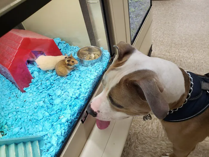 Texas Foundation for Animal Care Picture 6