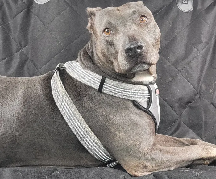 Texas Foundation for Animal Care Picture 5