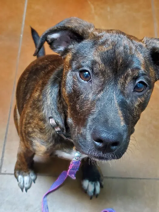 Bridge Street Animal Clinic Picture 5