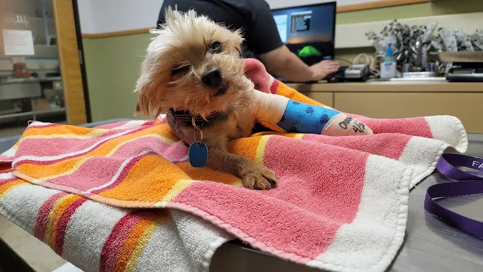 Family PetCare Picture 1