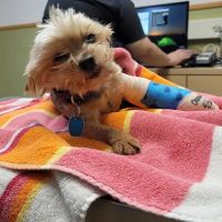 Family PetCare ico