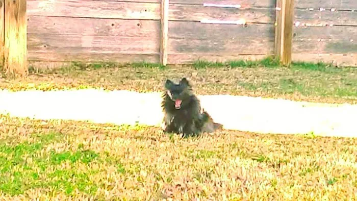 Family Pet Care: Pope Katy DVM Picture 1