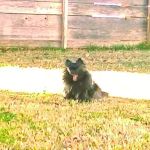 Family Pet Care: Pope Katy DVM