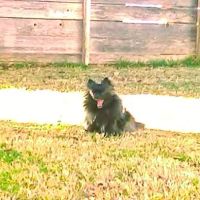 Family Pet Care: Pope Katy DVM ico