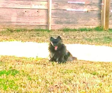 Family Pet Care: Pope Katy DVM
