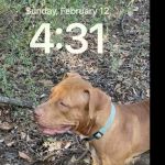 Saxe Forte Animal Adoption Center