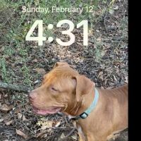 Saxe Forte Animal Adoption Center ico