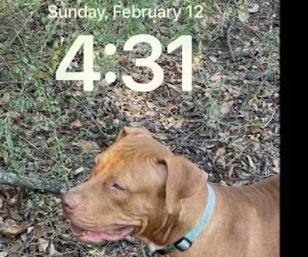Saxe Forte Animal Adoption Center