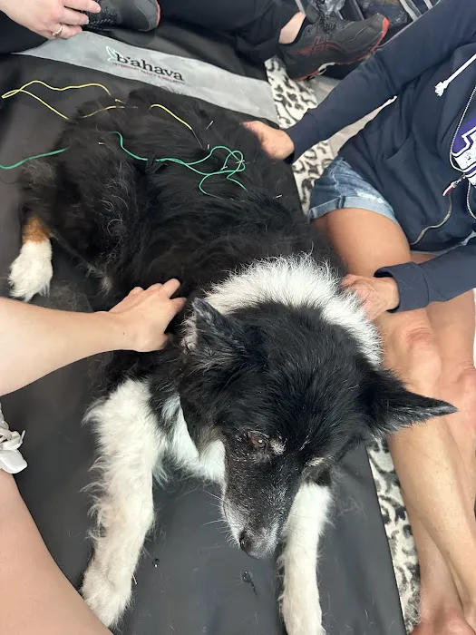 B'ahava Veterinary Health & Wellbeing Picture 4