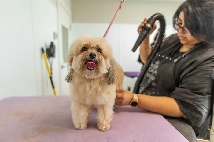 Trophy Club Animal Hospital Picture 4
