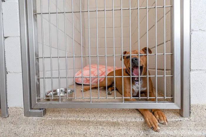 Trophy Club Animal Hospital Picture 6