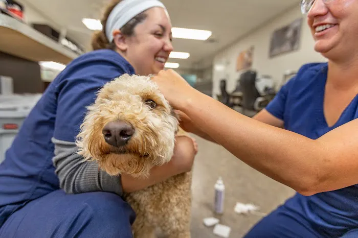 Trophy Club Animal Hospital Picture 5