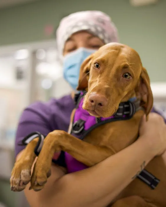 Alliance Animal Health Center Picture 2