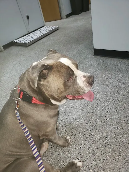 Penny Paws Animal Hospital - Fort Worth Picture 8