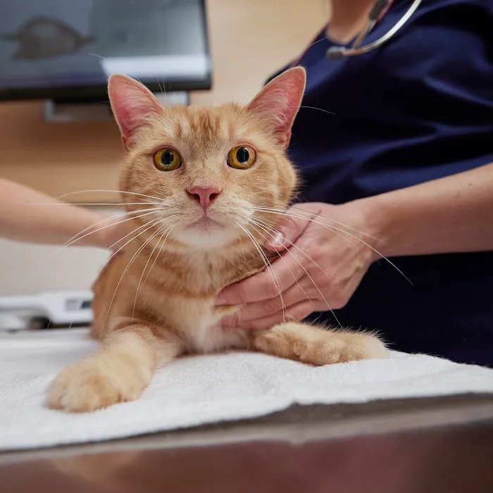 Chewy Vet Care Alliance Picture 3