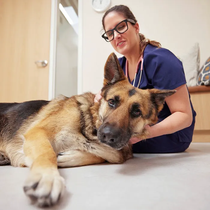 Chewy Vet Care Alliance Picture 8