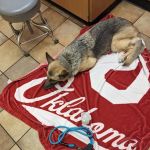 Banfield Pet Hospital