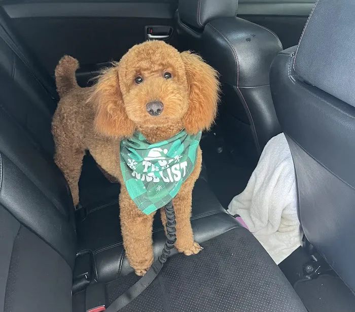 CityVet | Alliance Veterinary Clinic & Urgent Care Picture 7