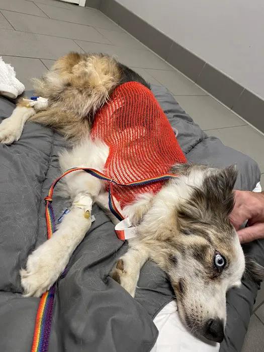 CityVet | Alliance Veterinary Clinic & Urgent Care Picture 5