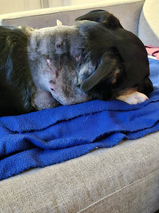 CityVet | Alliance Veterinary Clinic & Urgent Care Picture 8