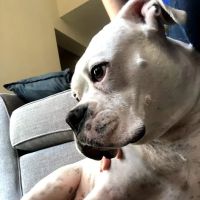 Cottonwood Animal Hospital ico