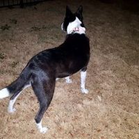 Northwood Veterinary Clinic ico