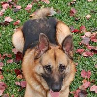 Richardson Veterinary Clinic ico