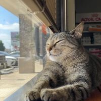 Buckingham-Plano Road Veterinary Clinic ico