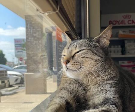 Buckingham-Plano Road Veterinary Clinic