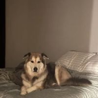 ACTS Veterinary Care ico