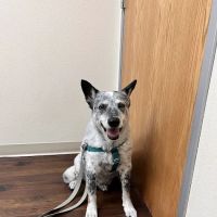 Welsh Veterinary Clinic ico
