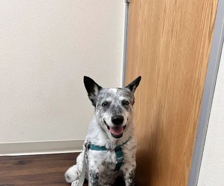 Welsh Veterinary Clinic