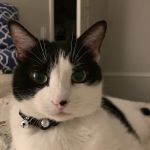 Midlothian Veterinary Clinic