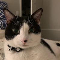 Midlothian Veterinary Clinic ico