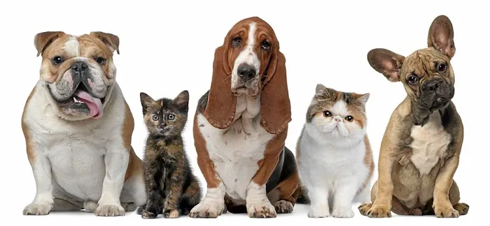 Midlothian Veterinary Clinic Picture 3