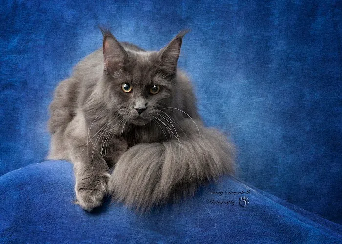 Dawntreader Maine Coons Picture 4