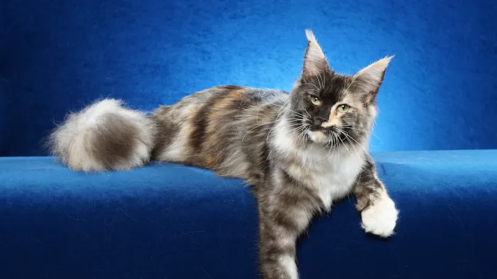 Dawntreader Maine Coons Picture 3