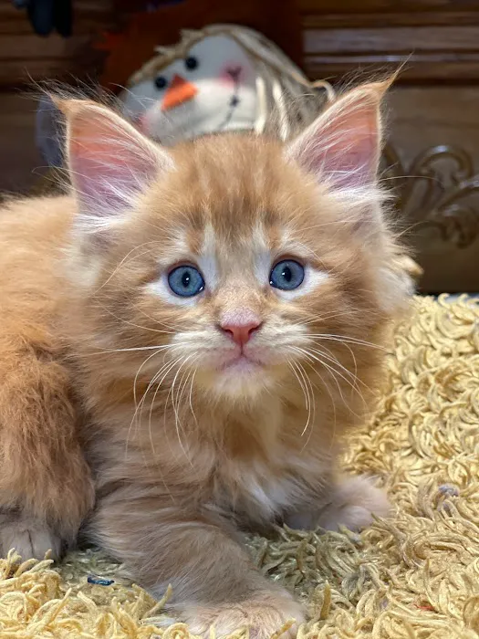 Dawntreader Maine Coons Picture 2